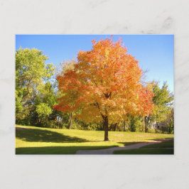 Autumn Maple 2004写真/マーク・エドワード・ウェスターフィールド ポストカード
