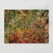 Autumn Pine Needles  シーズンポストカード (正面)