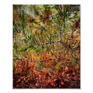 Autumn Pine Needles フォトプリント