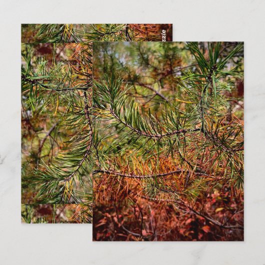 Autumn Pine Needles  ポストカード (正面/裏面)