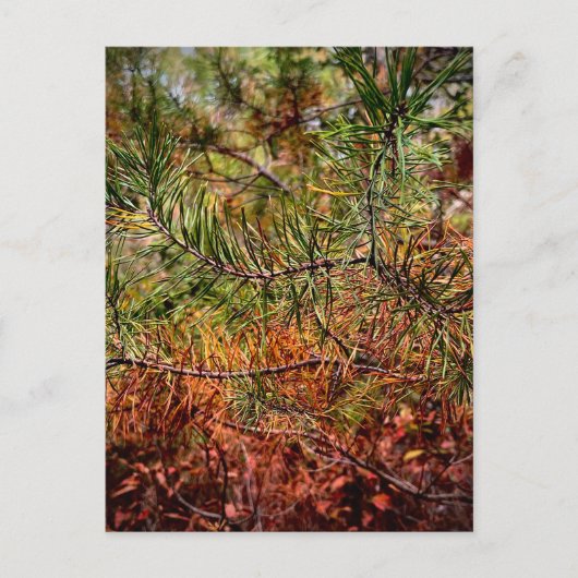 Autumn Pine Needles  ポストカード (正面)
