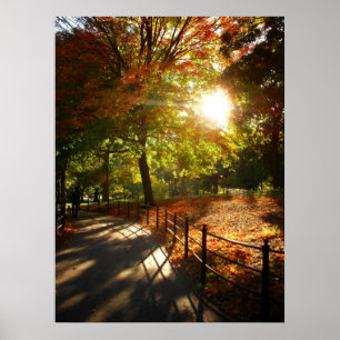 Autumn Sun in Central Park, NYC, All Sizes ポスター