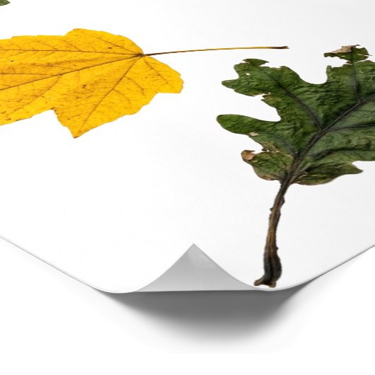 Autumn Symmetry Leaf Pattern ポスター (角)