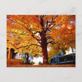 Autumn Tree photo by Mark Edward Westerfield ポストカード
