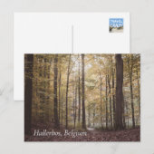 Autumn Trees, Hallerbos, Belgium ポストカード (正面/裏面)