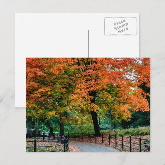 Autumn Trees in Central Park写真 ポストカード (正面/裏面)