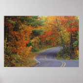 Autumn trees line roadway in Itasca State Park ポスター (正面)