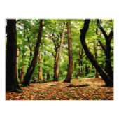 Autumn Woods フォトプリント (正面)