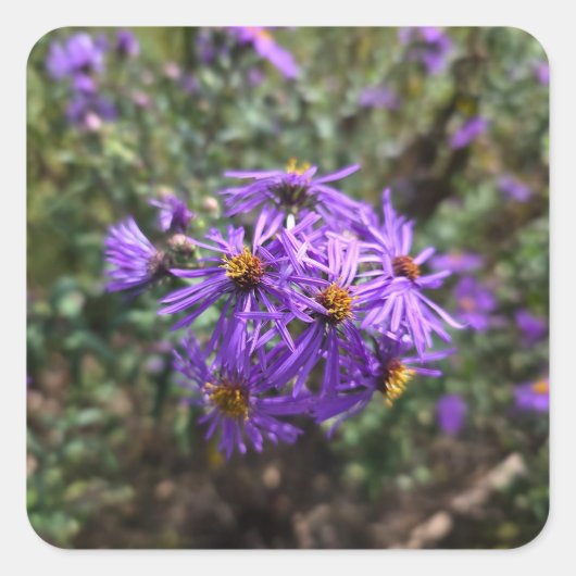 Autumn's Purple Glow スクエアシール (正面)