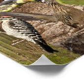 Aves de Traspatio de Arizona IDポスター ポスター (角)