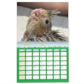 Avian Avenue 2026 Parrot Calendar カレンダー (3月 2026)