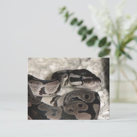 Axantic Ball Python PostCard ポストカード (スタンド正面)