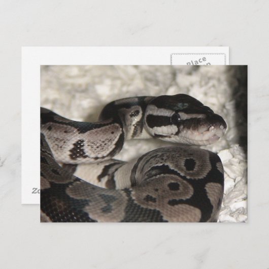 Axantic Ball Python PostCard ポストカード (正面/裏面)