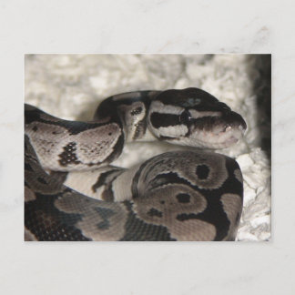 Axantic Ball Python PostCard ポストカード