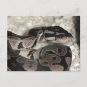 Axantic Ball Python PostCard ポストカード (正面)