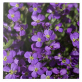 「Axcent薄紫」の(Aubrietaの雑種) タイル (正面)