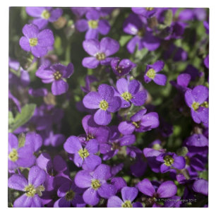 「Axcent薄紫」の(Aubrietaの雑種) タイル