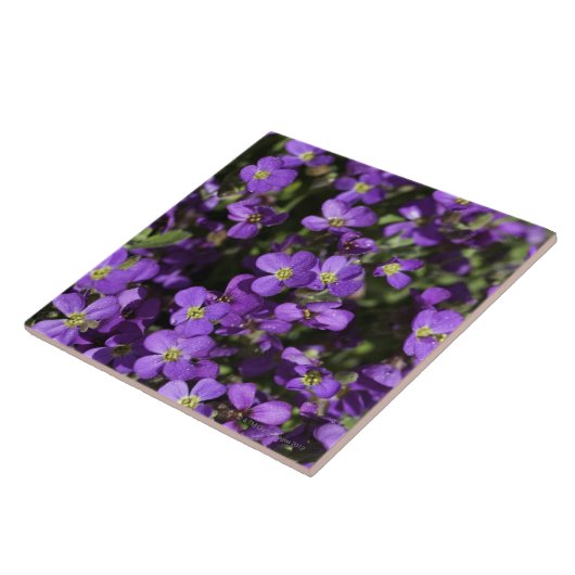 「Axcent薄紫」の(Aubrietaの雑種) タイル (側面)