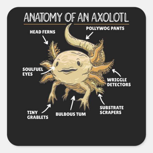 Axolotl説明Axolotlの解剖学 スクエアシール (正面)
