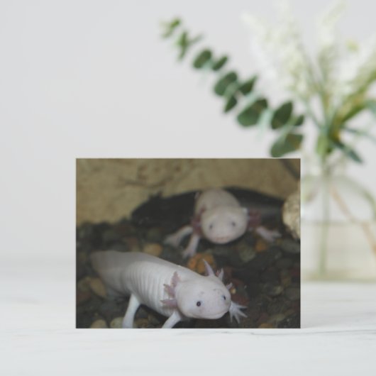Axolotl # 2 ポストカード (スタンド正面)