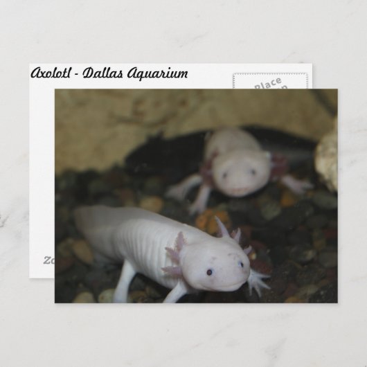 Axolotl # 2 ポストカード (正面/裏面)