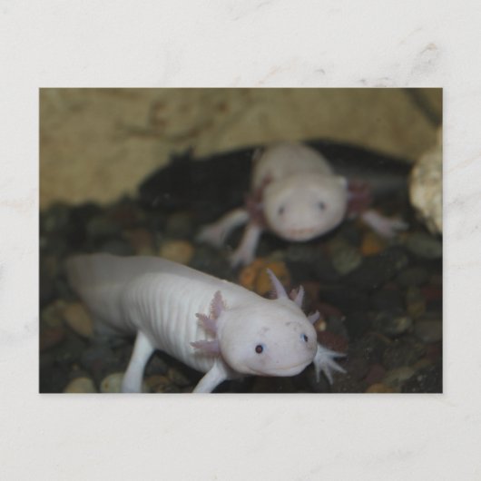 Axolotl # 2 ポストカード (正面)