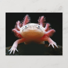 Axolotl Axolotl.png ポストカード