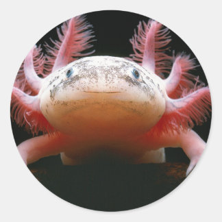 Axolotl Axolotl.png ラウンドシール