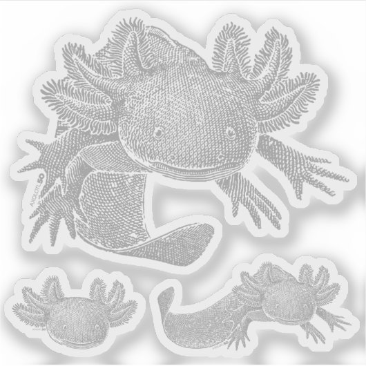 Axolotl Stickers - GRAY - 3 Pack シール (正面)