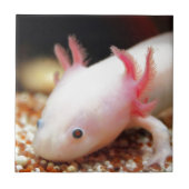Axolotl Weißling タイル (正面)