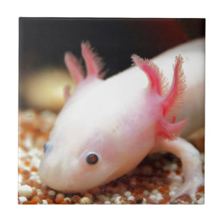 Axolotl Weißling タイル