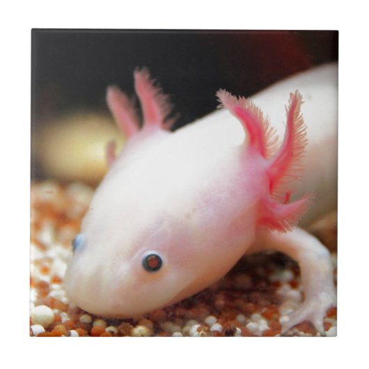 Axolotl Weißling タイル (正面)