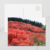 Azalea Scenery ポストカード (正面/裏面)
