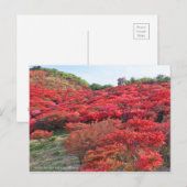 Azalea Scenery ポストカード (正面/裏面)
