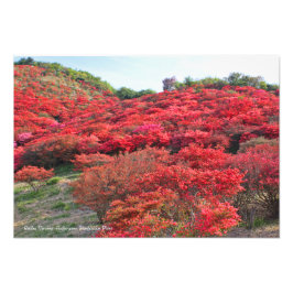 Azalea Scenery [Premium Silver Salt Paper] フォトプリント