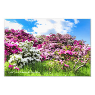 Azalea Viewing [Premium Silver Salt Paper] フォトプリント