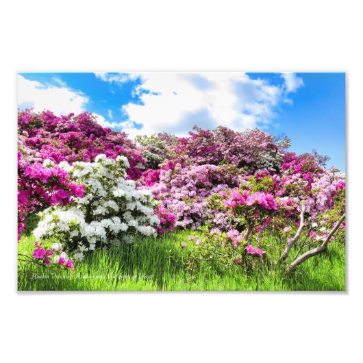 Azalea Viewing [Premium Silver Salt Paper] フォトプリント (正面)