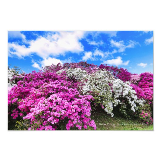 Azalea Viewing [Premium Silver Salt Paper] フォトプリント (正面)