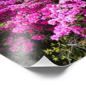 Azalea Viewing [Premium Silver Salt Paper] フォトプリント (角)