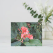 Azalea, Zilker Botanical Gardens, Austin TX ポストカード (スタンド正面)