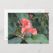 Azalea, Zilker Botanical Gardens, Austin TX ポストカード (正面/裏面)