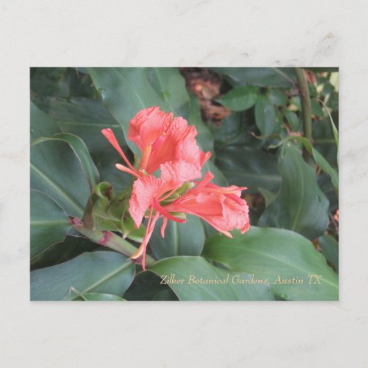 Azalea, Zilker Botanical Gardens, Austin TX ポストカード (正面)