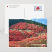 Azaleas at Mount Katsuragi ポストカード (正面/裏面)