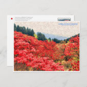 Azaleas at Mount Katsuragi ポストカード (正面/裏面)