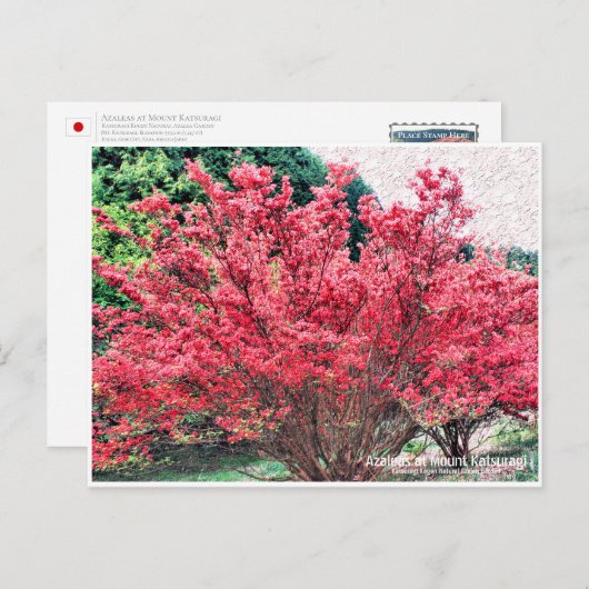 Azaleas at Mount Katsuragi ポストカード (正面/裏面)