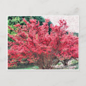Azaleas at Mount Katsuragi ポストカード (正面)