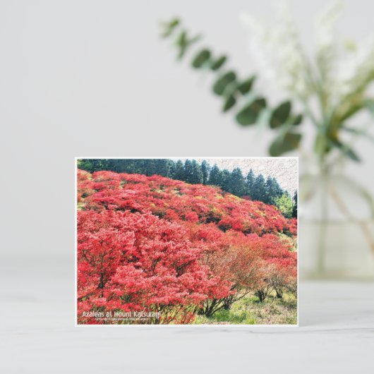 Azaleas at Mount Katsuragi ポストカード (スタンド正面)