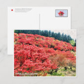 Azaleas at Mount Katsuragi ポストカード (正面/裏面)