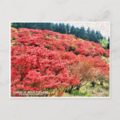 Azaleas at Mount Katsuragi ポストカード (正面)