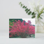 Azaleas at Mount Katsuragi ポストカード (スタンド正面)